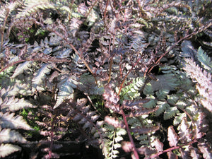 Athyrium niponicum Metallicum 'Japanese painted fern"