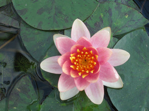 Nymphaea Aurora water lily