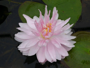 Nymphaea Gloire de Temple Sur Lot water lily