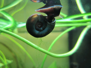 Ramshorn snails 'Planorbis corneus'