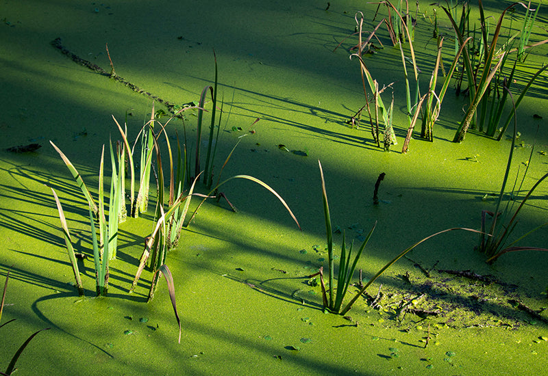 The Basics of Pond Algae - Introduction and Treatment Guide