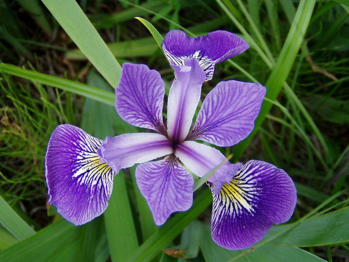Iris versicolor Kermesina 'Northern Blue Flag'