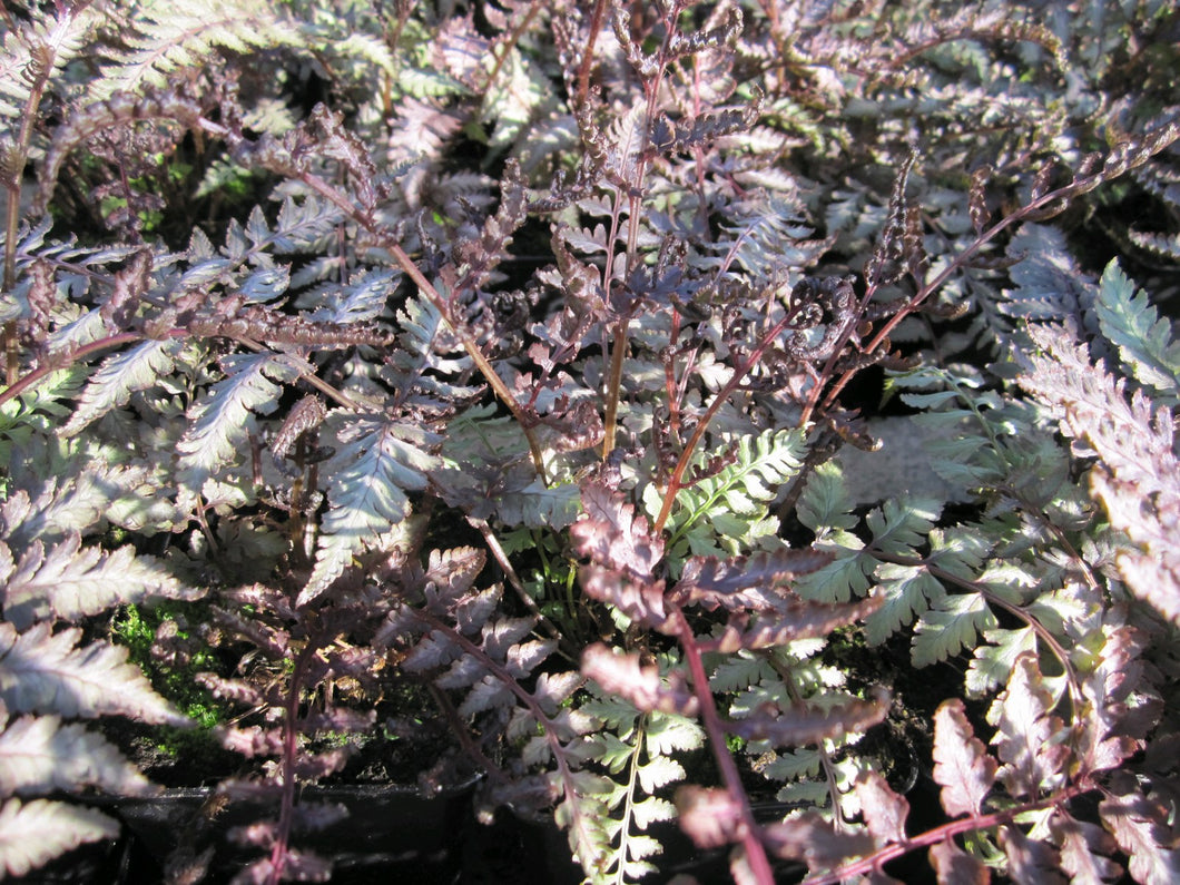 Athyrium niponicum Metallicum 'Japanese painted fern