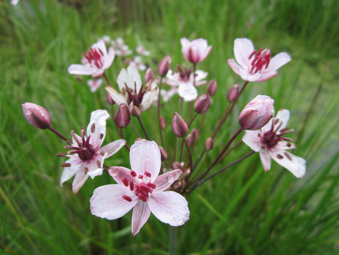 Butomus umbellatus 'Flowering rush'