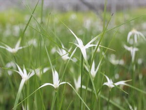 Dichromena colorata 'Star grass'