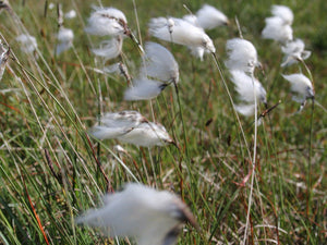 Eriophorum angustifolium 'Cotton grass'