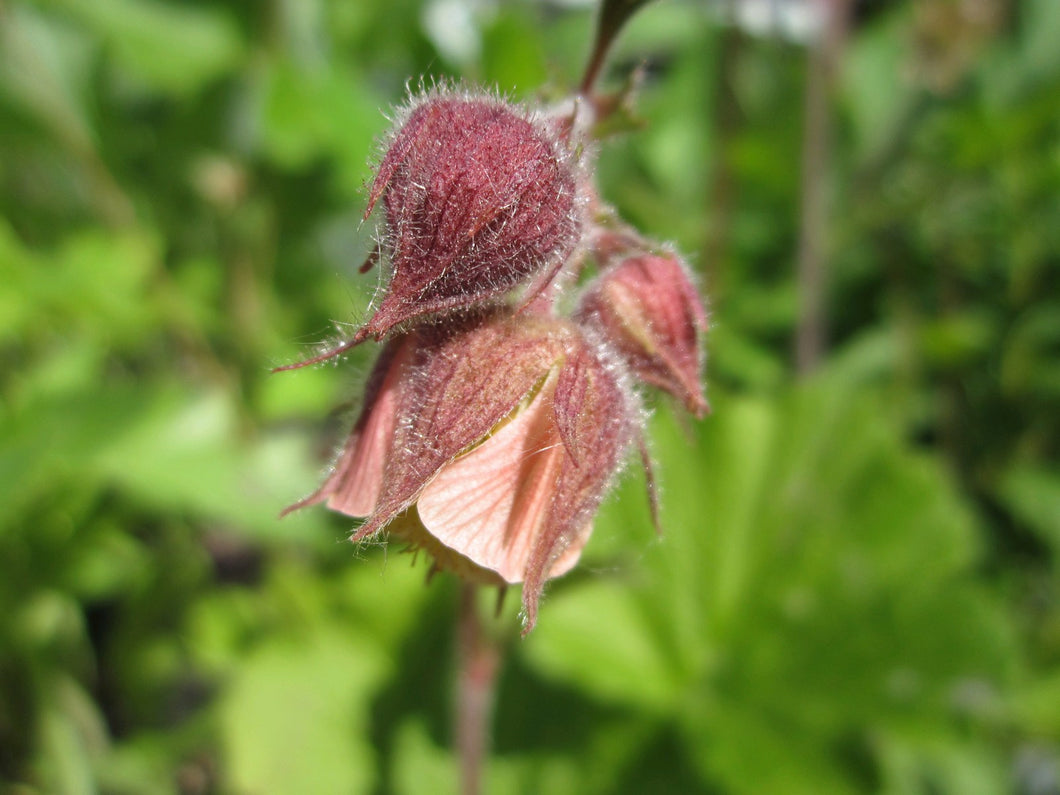 Geum rivale 'Water avens'