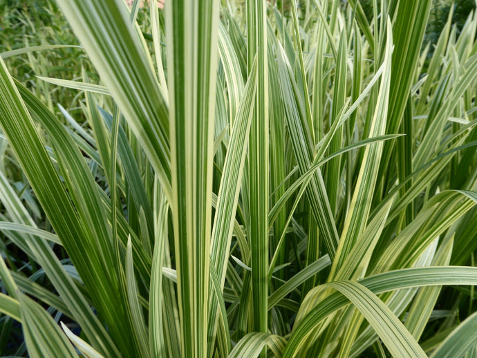 Glyceria maxima variegata 'Variegated reed sweet grass'