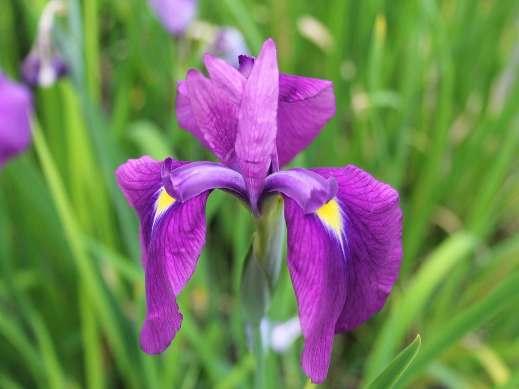 Iris ensata 'Japanese clematis iris'