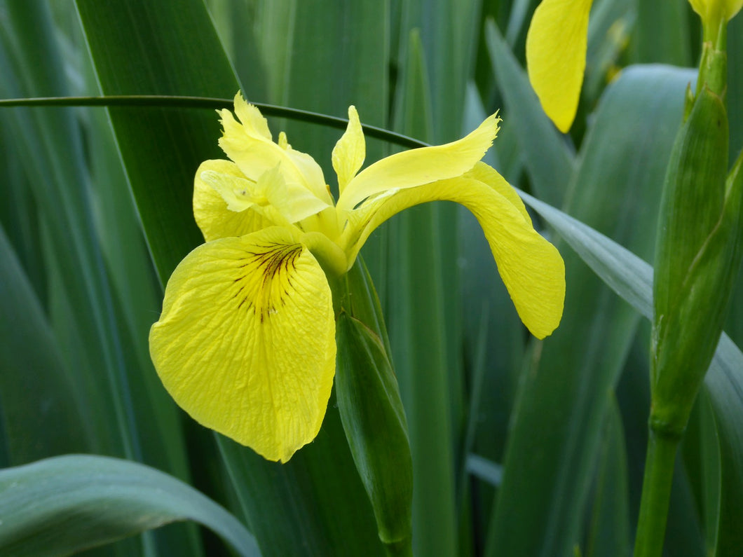 Iris pseudacorus 'Yelow Flag'