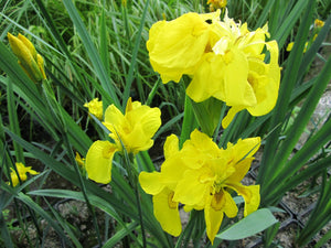 Iris pseudacorus Flore Pleno 'Double yellow flag'