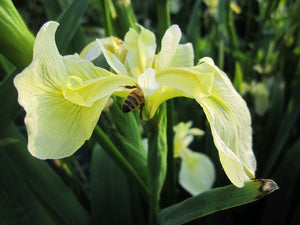 Iris pseudacorus bastardii