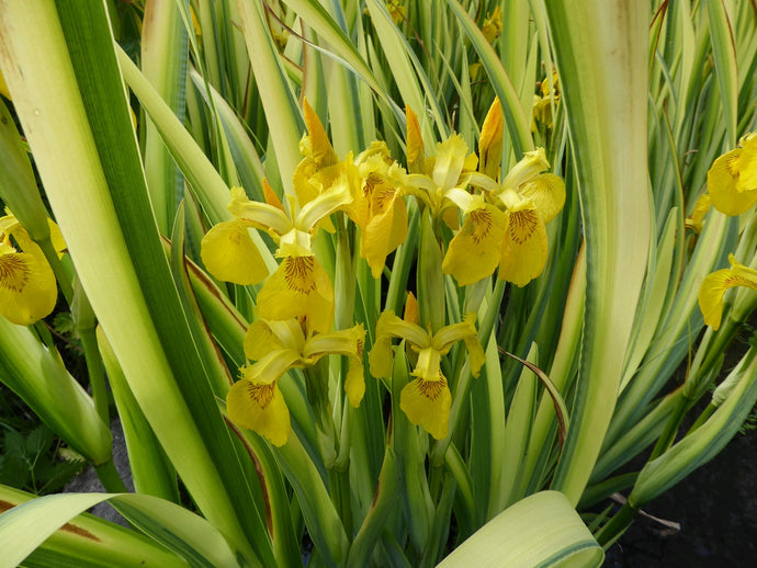 Iris pseudacorus Variegata 'Variegated yellow flag'