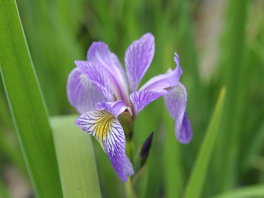 Iris sibirica 'Siberian flag'