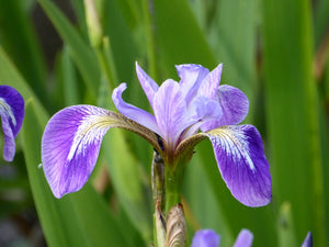 Iris versicolor 'Blue flag'
