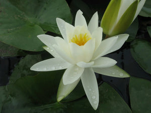Nymphaea Alba water lily