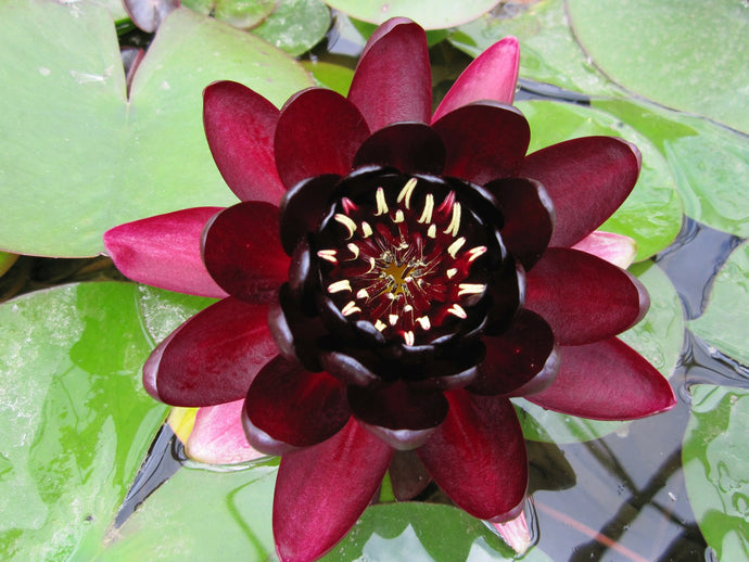 Nymphaea Black Princess water lily