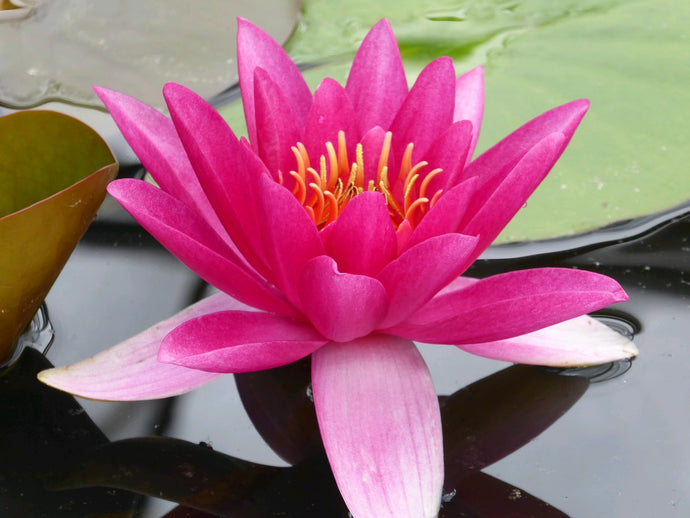 Nymphaea James Brydon water lily
