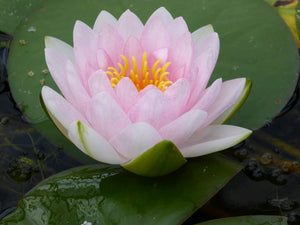 Nymphaea Madame Wilfron Gonnere water lily