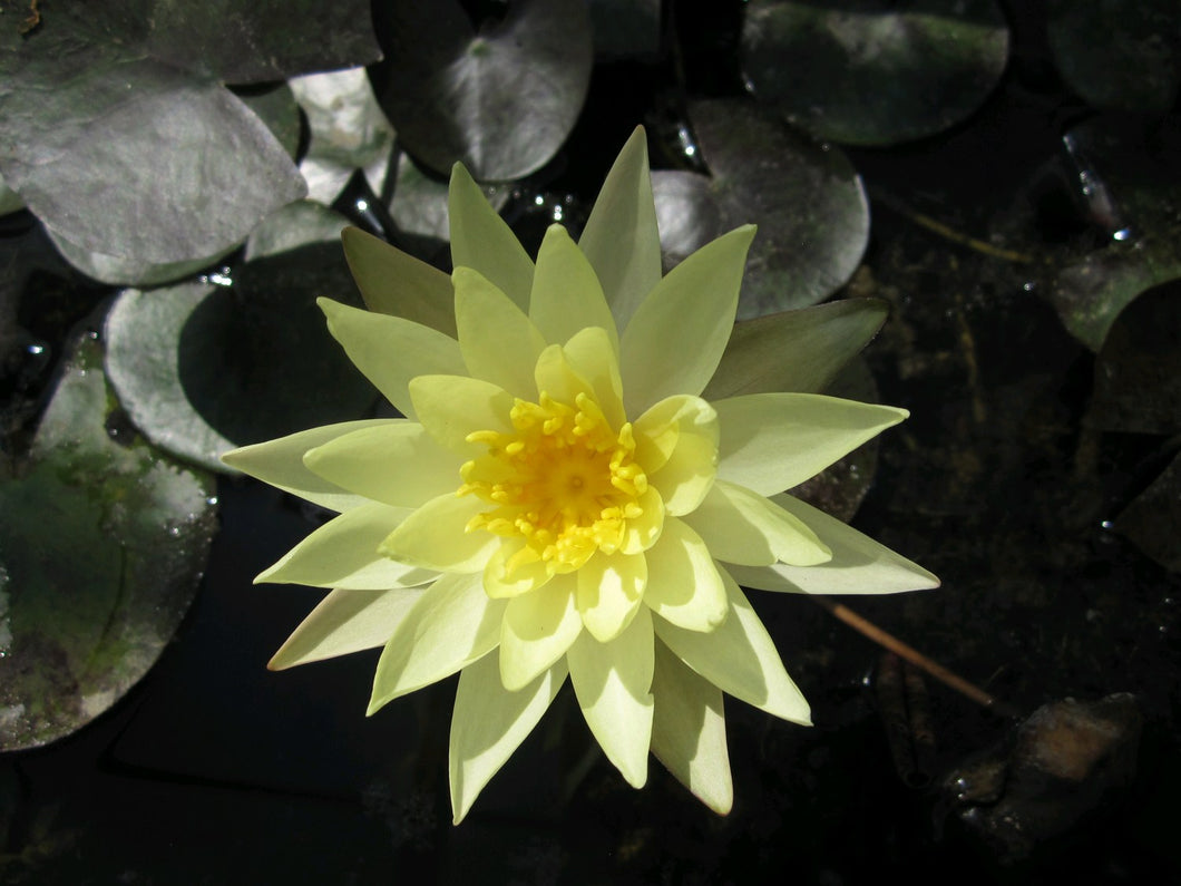 Nymphaea Odorata Sulphurea water lily