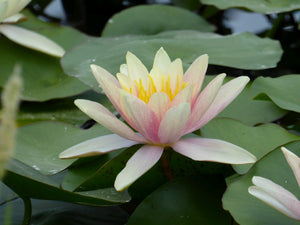 Nymphaea Paul Hariot water lily