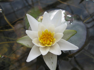 Nymphaea Pygmaea Alba water lily