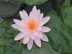 Nymphaea Rose Arey water lily