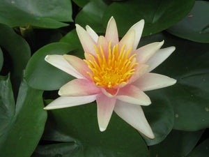 Nymphaea Sioux water lily