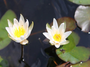 Nymphaea Snow Princess water lily