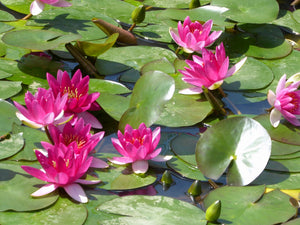 Nymphaea Perry's Baby Red water lily