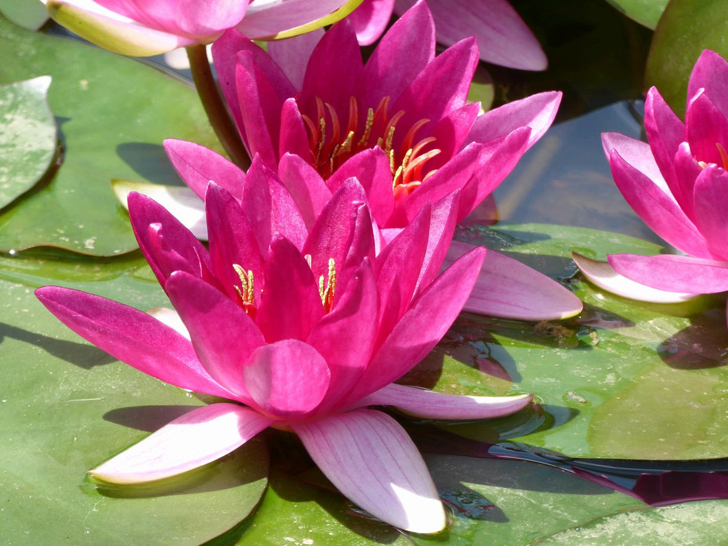 Nymphaea Xiafei water lily