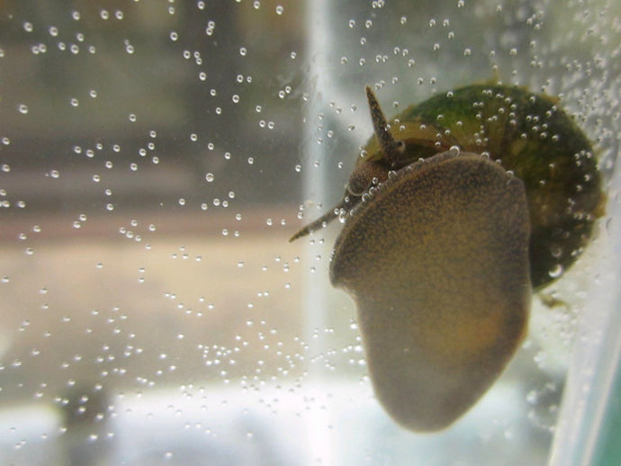 Trapdoor snails 'Viviparus viviparus'