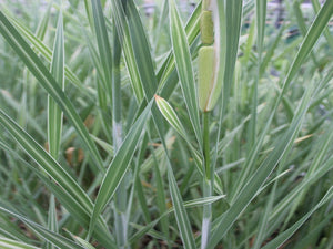 Typha latifolia variegata 'Variegated greater reed mace'