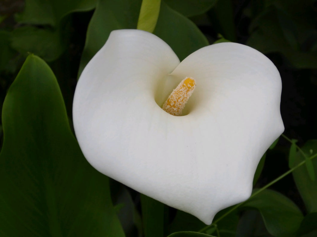 Zantedeschia aethiopica Crowborough 'Arum lily'
